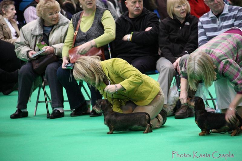 Crufts2011_2 1276.jpg